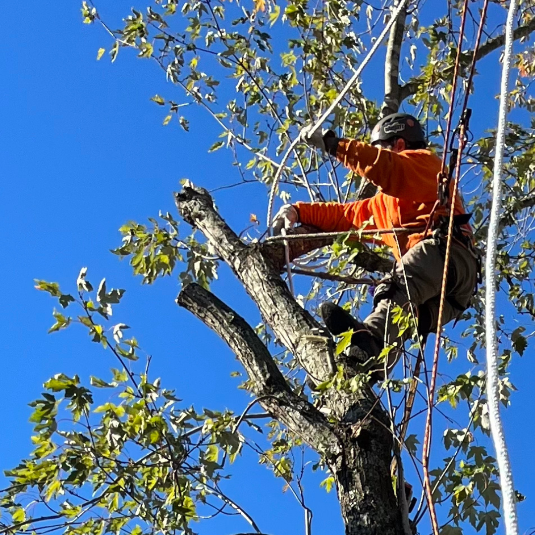 A&B Tree Service Image